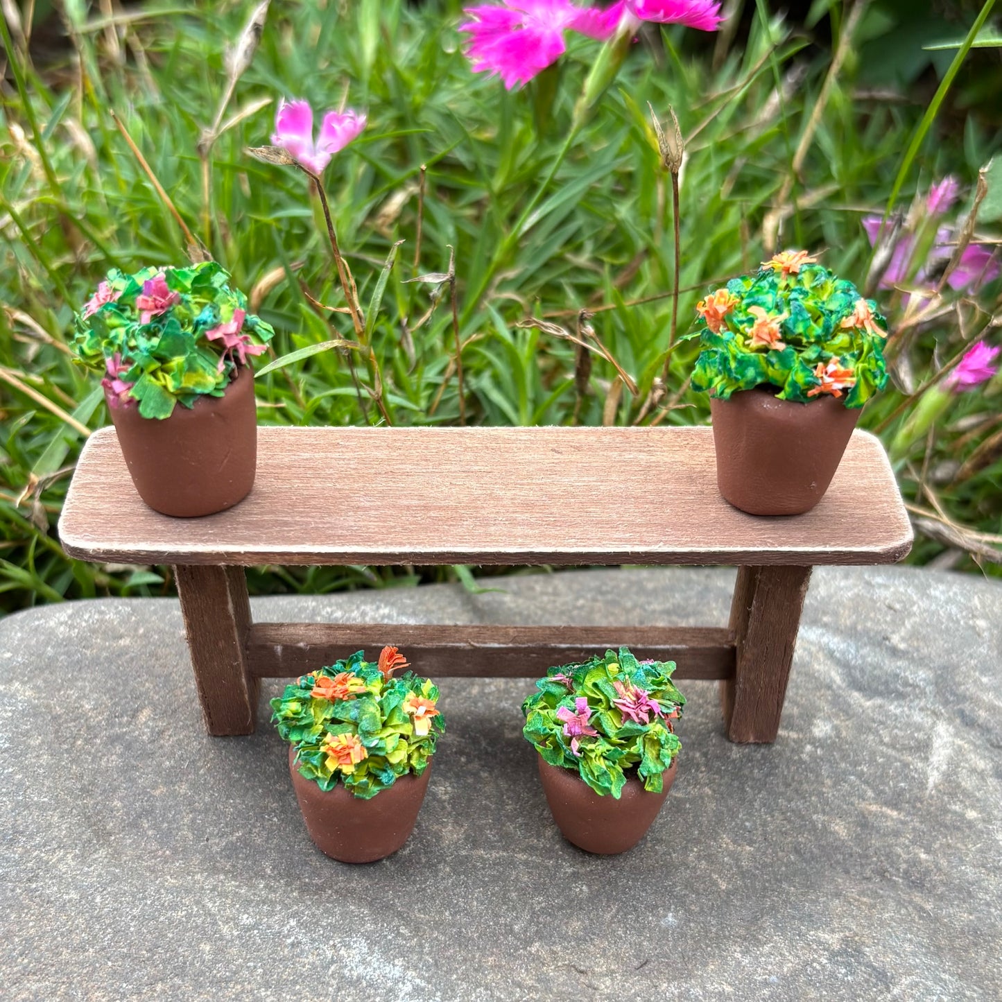 Miniature Chrysanthemum Pink Floral Mum Plant in a Pot