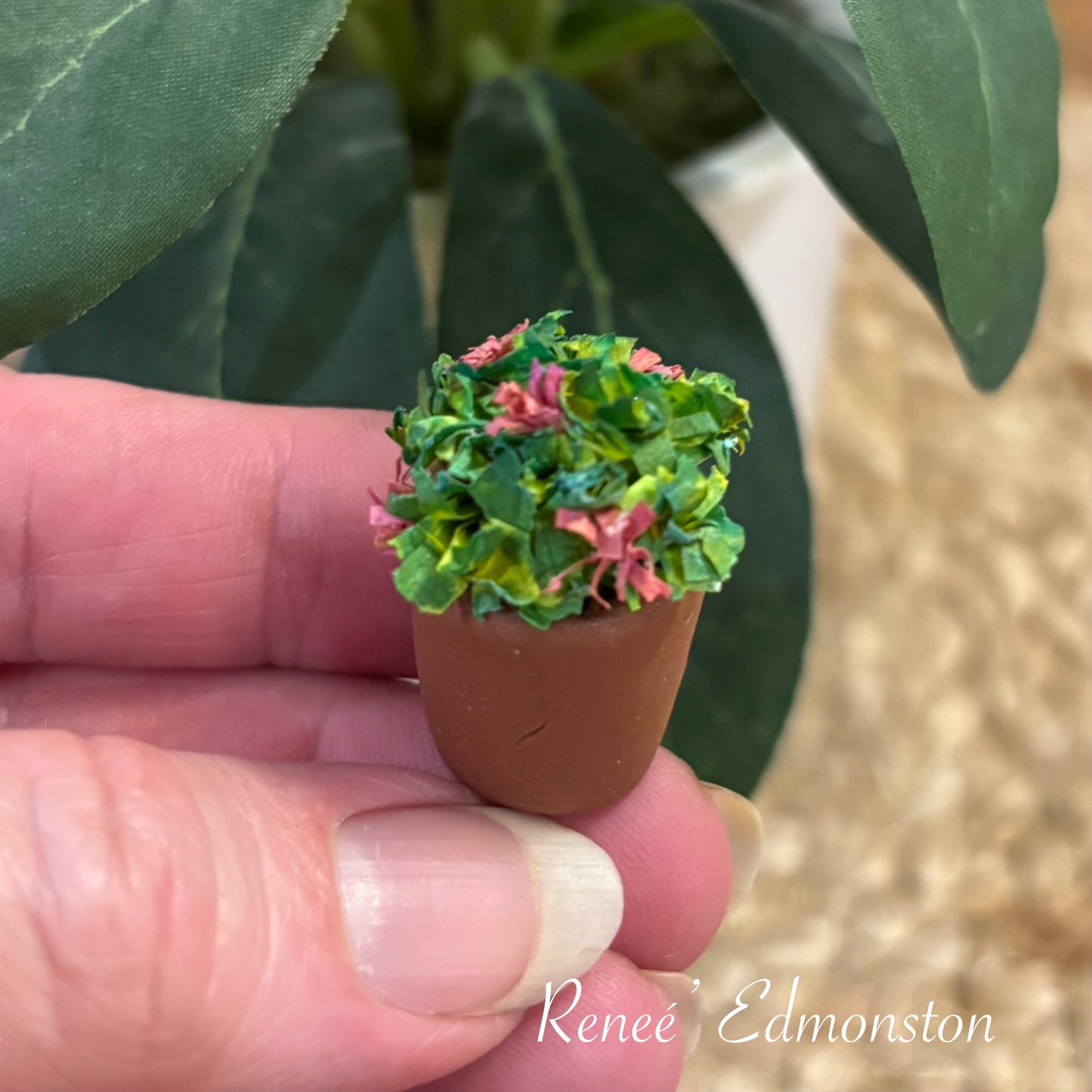 Miniature Chrysanthemum Pink Floral Mum Plant in a Pot