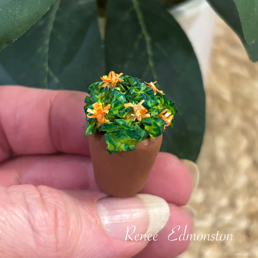 Miniature Chrysanthemum Yellow Orange Floral Mum Plant in a Pot